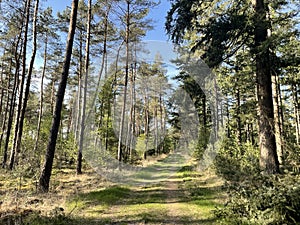 Forest around Ommen