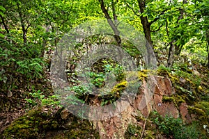 Forest around the rock formation Rheingrafenstein photo