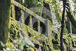 The forest around the shrine of Senhora da Penha