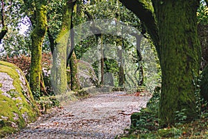 The forest around the shrine of Senhora da Penha