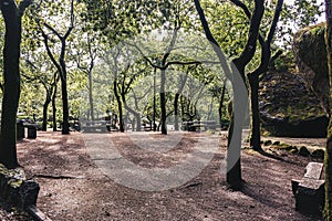 The forest around the shrine of Senhora da Penha