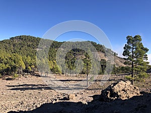 Forest around Ventana del Nublo photo