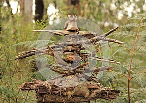 Forest art in Victoria, Australia