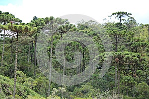 Forest of aruacaria in Campos Jordao, Brazil