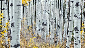 Forest of Aspen