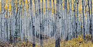 Forest of aspen trees in Autumn