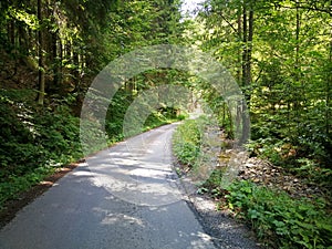 Forest asphalt road lined by stream and tall trees