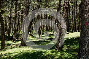 Forest in Aspromonte