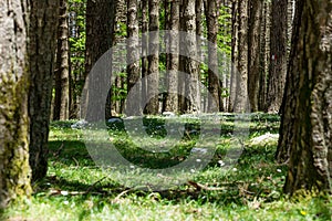 Forest in Aspromonte