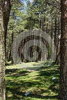 Forest in Aspromonte
