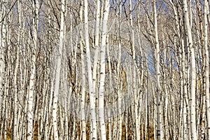 Forest of Aswpn trees in fall