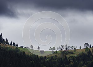 Forest athe top of the mountains
