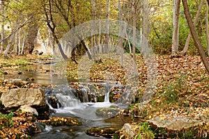 Forest in autumm with a little river