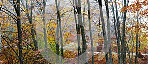 Forest during autumn