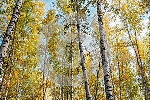 Forest during Autumn