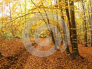 Forest, autumn