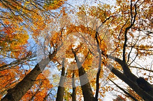 Forest in autumn