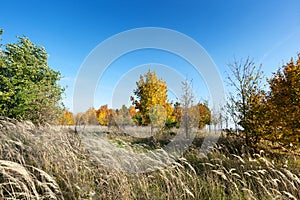 Forest in autumn