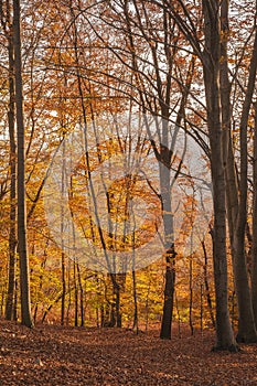 Forest in autumn