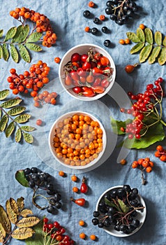 Forest autumn berries - sea buckthorn, ashbery, viburnum, rose hips on a gray background, top view. Super food ingredients