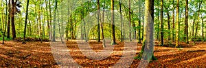 Forest in autumn in bright sunlight