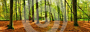 Forest in autumn in bright sunlight