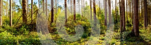 Forest in autumn in bright sunlight