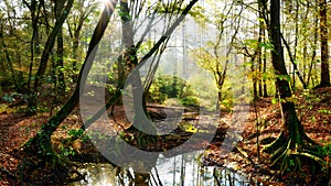 Forest in autumn in bright sunlight