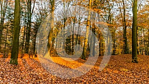 Forest in autumn colors