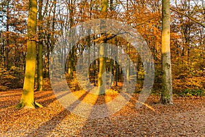 Forest in autumn colors