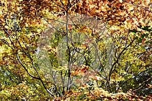 Forest in autumn colors with fall foliage