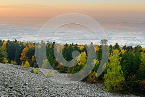 Forest in autumn colors growing on a stony hillside.