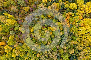 Forest in autumn colors. Red, yellow, orange, green colored deciduous trees in fall.