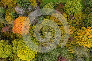 Forest in autumn colors. Red, yellow, orange, green colored deciduous trees in fall.