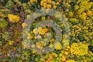 Forest in autumn colors. Red, yellow, orange, green colored deciduous trees in fall.