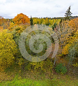 Forest in autumn colors. Red, yellow, orange, green colored deciduous trees in fall.