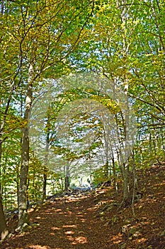 Forest in autumn El Montseny Barcelona