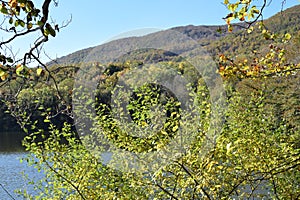 Forest in autumn El Montseny Barcelona