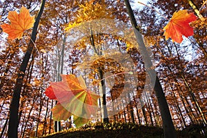 Les na podzim a padající listy 