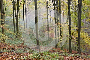 Forest autumn fog 2