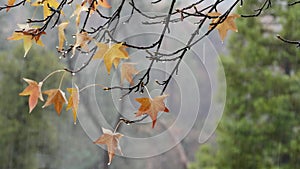 Forest in autumn fog, rainy fall weather in misty woods. Pouring downpour