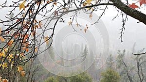 Forest in autumn fog, rainy fall weather in misty woods. Pouring downpour