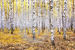 Forest autumn landscape with beautiful white birches