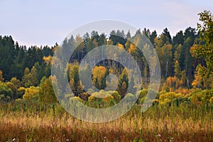 Forest autumn landscape. Colorful colored trees. Multi-colored autumn colors of leaves. Red grass.