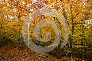 Forest in an Autumn landscape with colorful trees