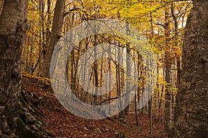 Forest in an Autumn landscape with colorful trees