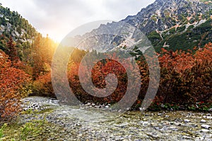 Lesná jesenná krajina v horách. Vysoké Tatry.