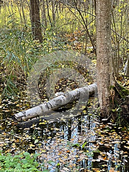 Forest autumn landscape in northern forest. Trunk of birch tree fell into water. Photo of calm October, leaf fall and