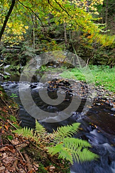 Forest autumn landscape with water stream, ferns and trees