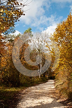 A forest in autumn leaf colors with a gravel path